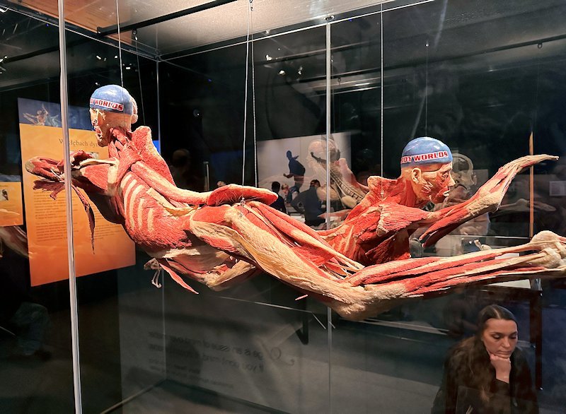 Wycieczka na wystawę Body Worlds - Circle of Life